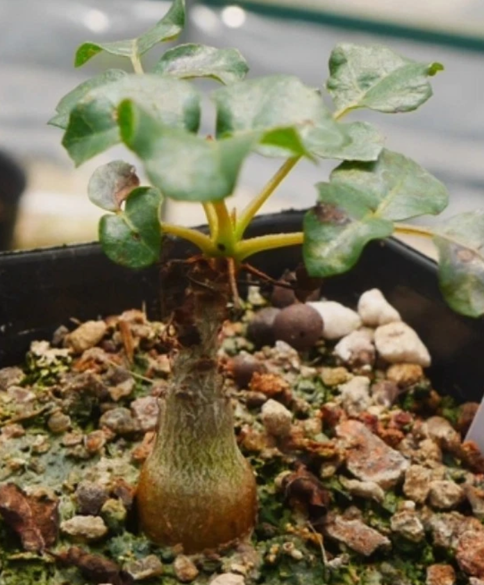 Boswellia frereana seeds