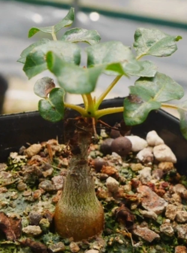 Boswellia frereana seeds