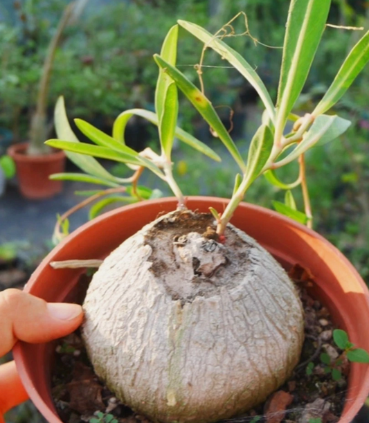 Euphorbia trichadenia seeds