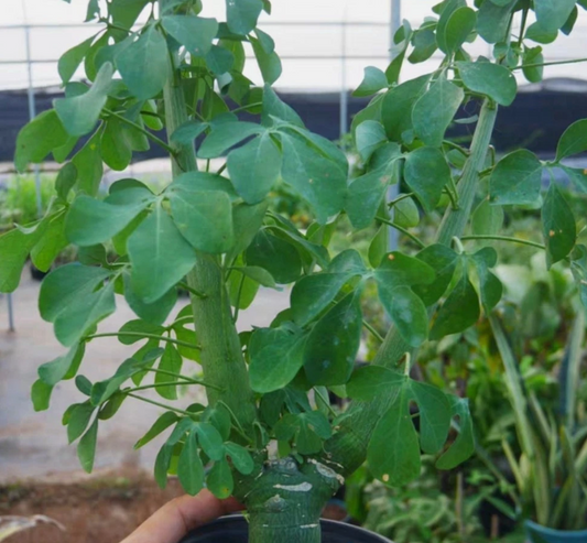 Adenia fruticosa seeds