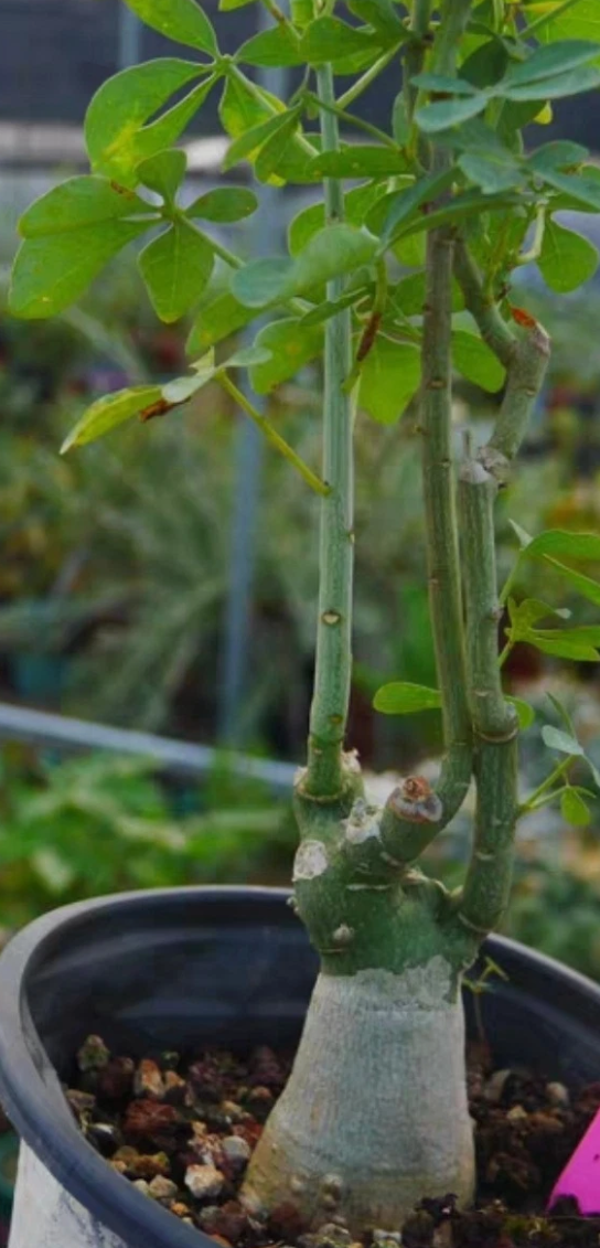 Adenia fruticosa seeds