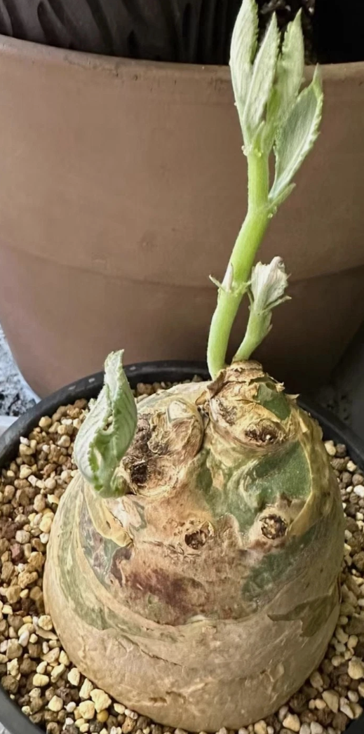 Cyphostemma seitzianum seeds