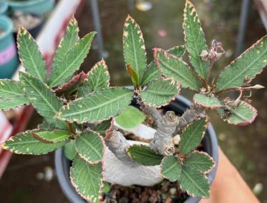 Euphorbia waringiae seeds