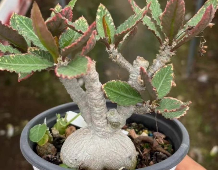 Euphorbia waringiae seeds