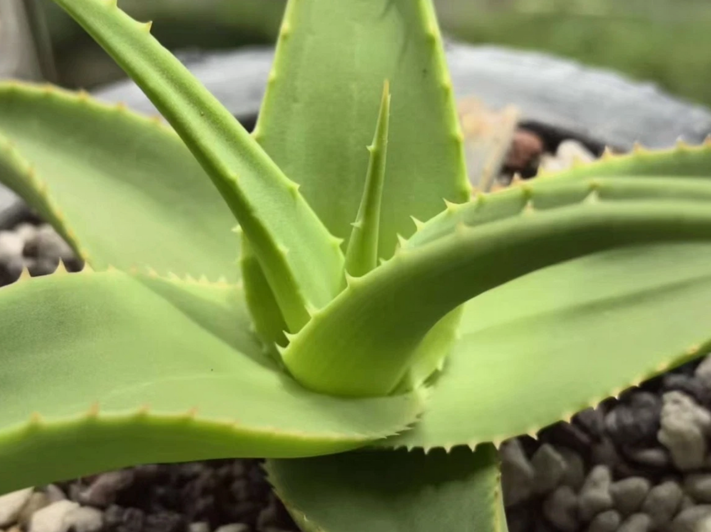 Aloe Jawiyon seeds