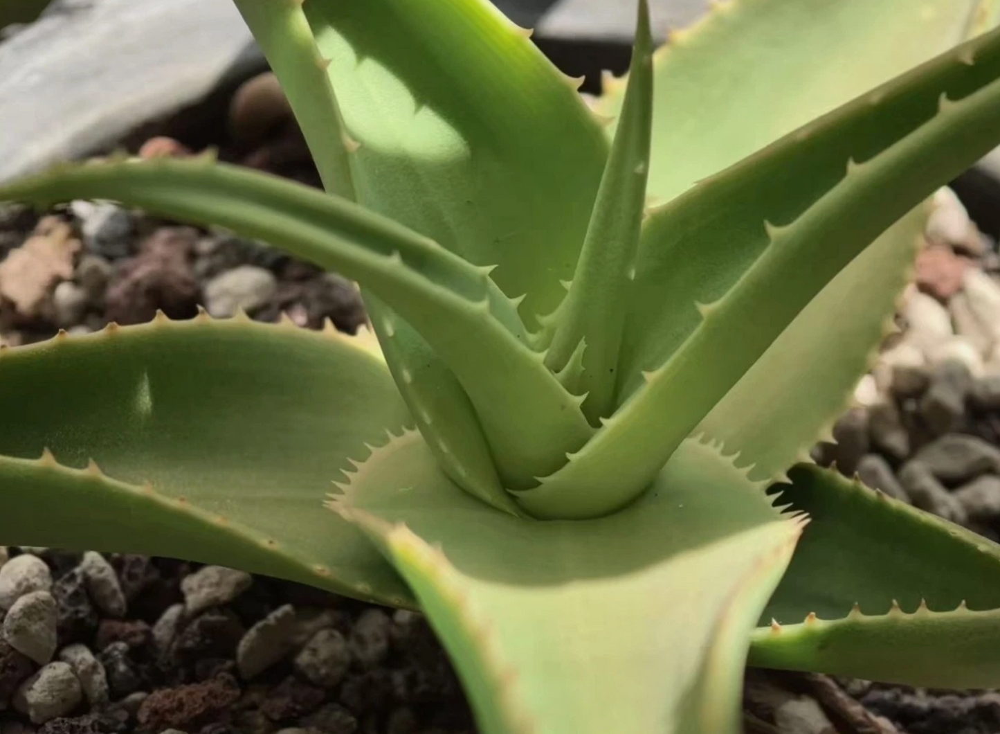 Aloe Jawiyon seeds