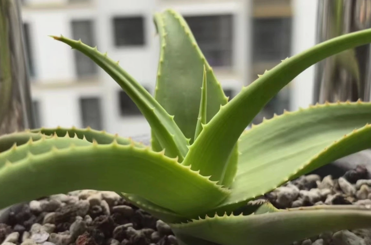 Aloe Jawiyon seeds