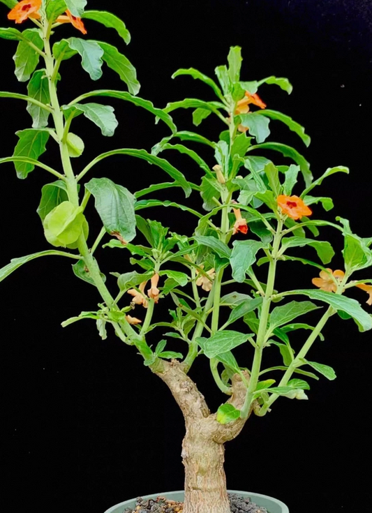 Pterodiscus aurantiacus seeds