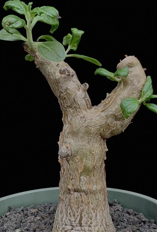 Pterodiscus aurantiacus seeds