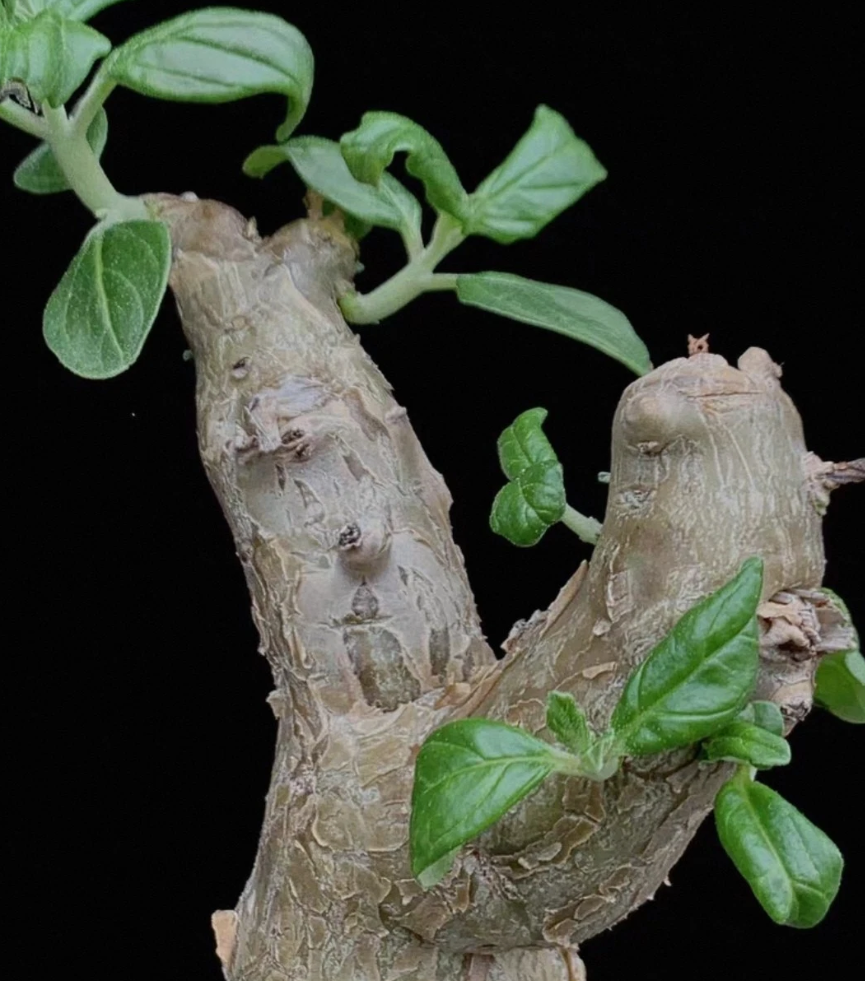 Pterodiscus aurantiacus seeds