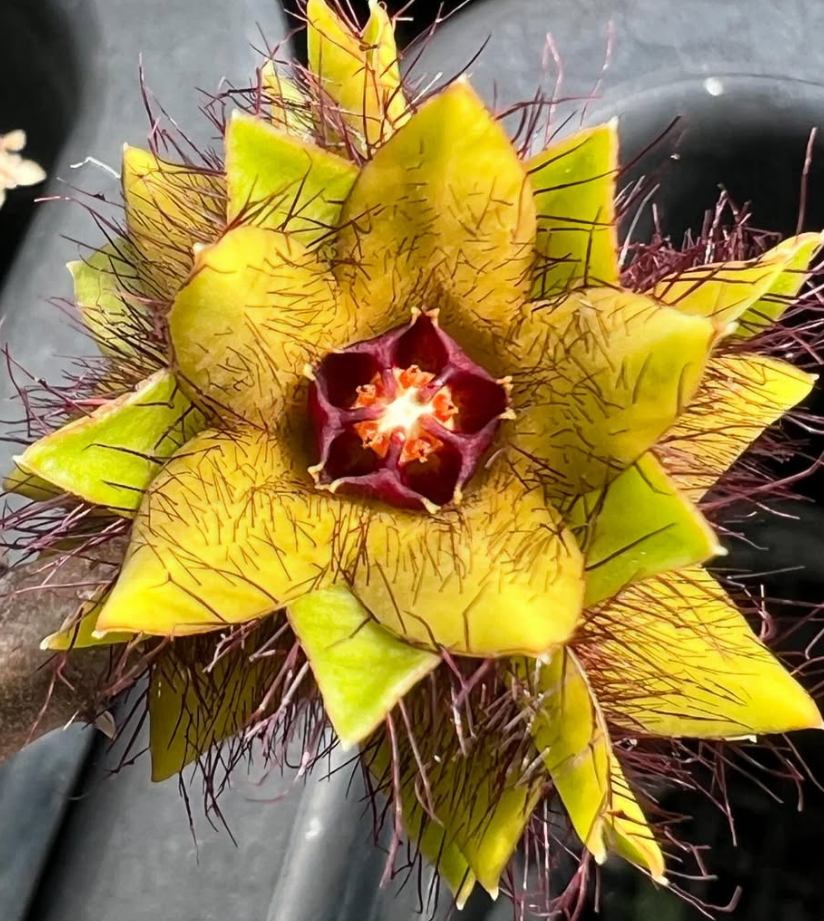 Caralluma indica seeds