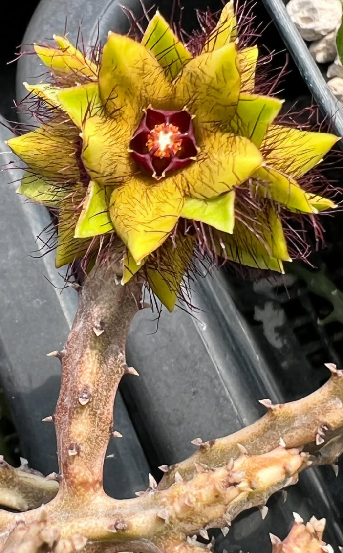 Caralluma indica seeds