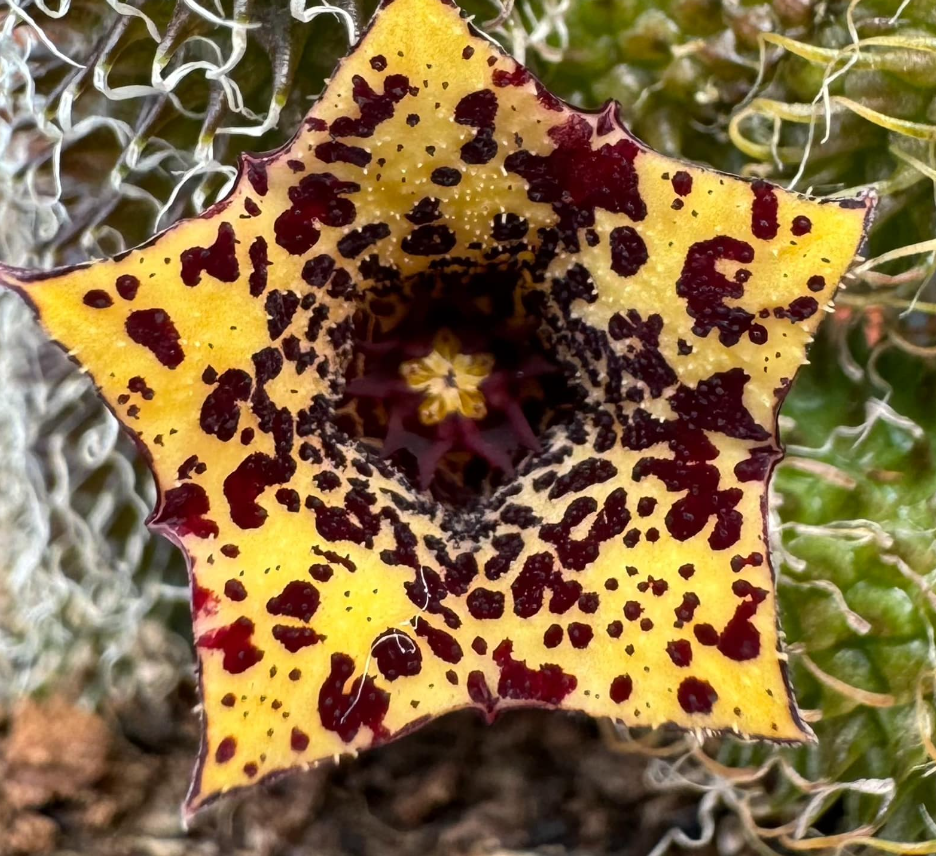 Stapelianthus pilosus seeds