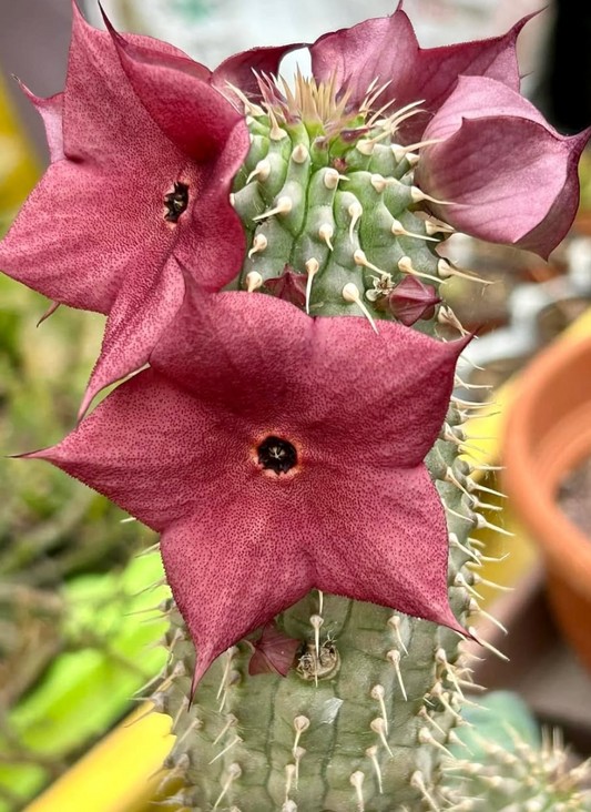 Hoodia gordonii Cherry Seeds