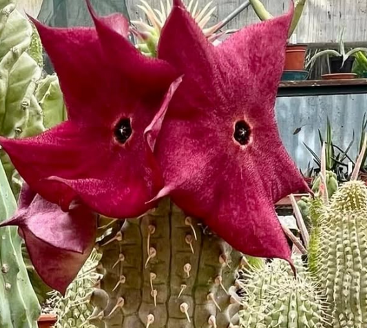 Hoodia gordonii Cherry Seeds