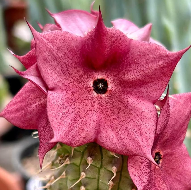Hoodia gordonii Cherry Seeds