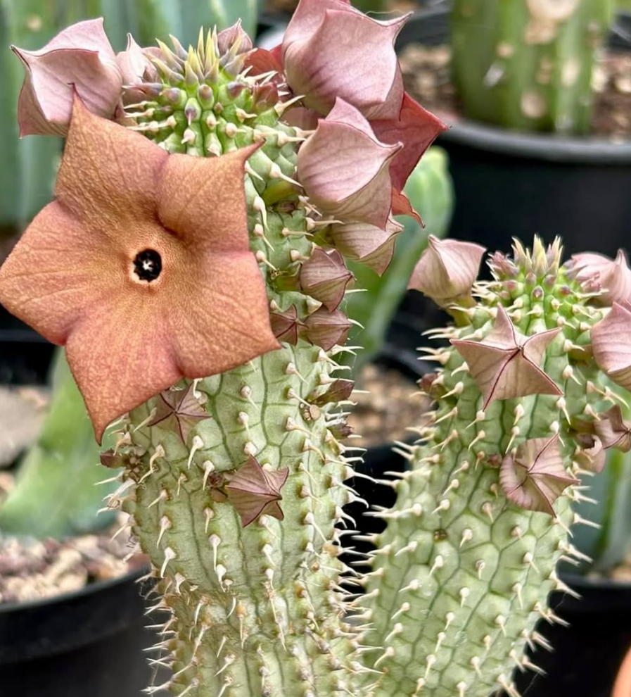 Hoodia gordonii Seeds