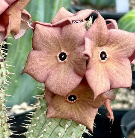 Hoodia gordonii Seeds