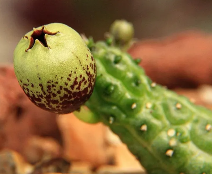 Echidnopsis fartaqensis seeds