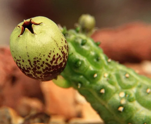 Echidnopsis fartaqensis seeds