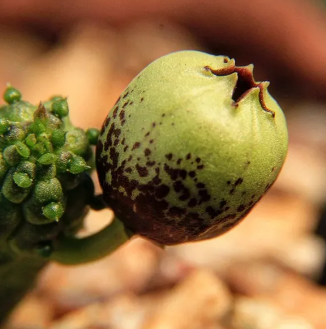 Echidnopsis fartaqensis seeds