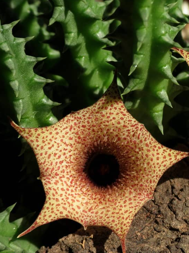 Huernia hislopii ssp. cashelensis seeds