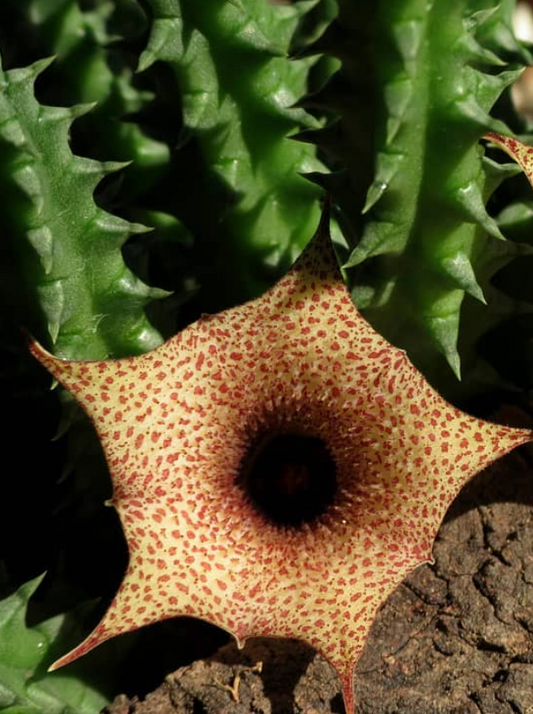 Huernia hislopii ssp. cashelensis seeds