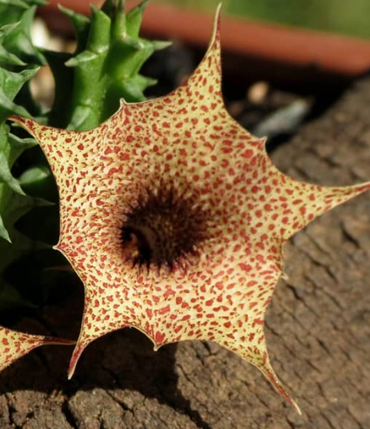 Huernia hislopii ssp. cashelensis seeds