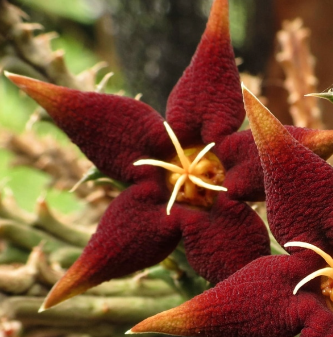 Piaranthus atrosanguineus seeds