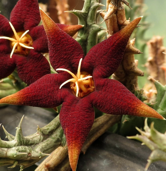 Piaranthus atrosanguineus seeds