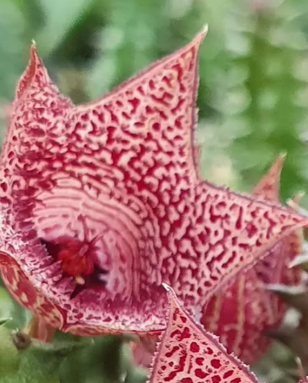 Huernia whitesloaneana seeds