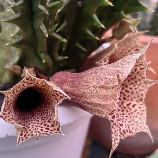 Huernia Levyii seeds