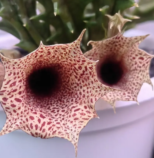 Huernia Levyii seeds