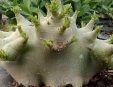 Adenium Omega seeds