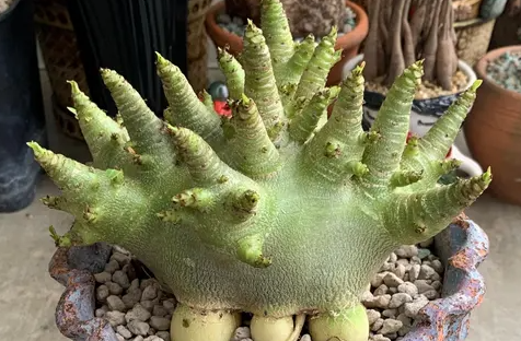 Adenium 'Hulk' seeds