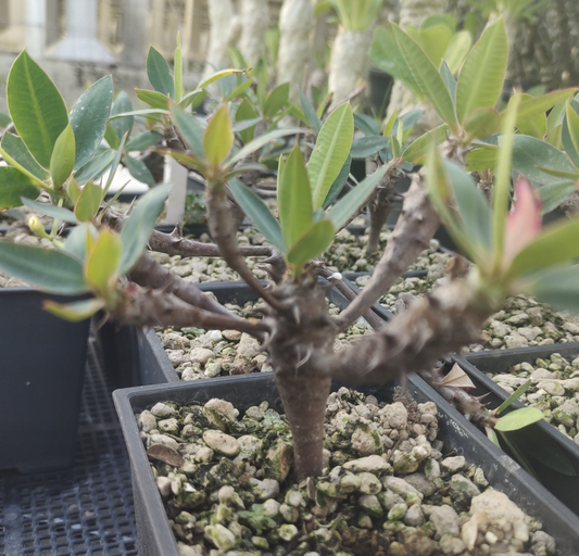 Euphorbia ambarivatoensis seeds
