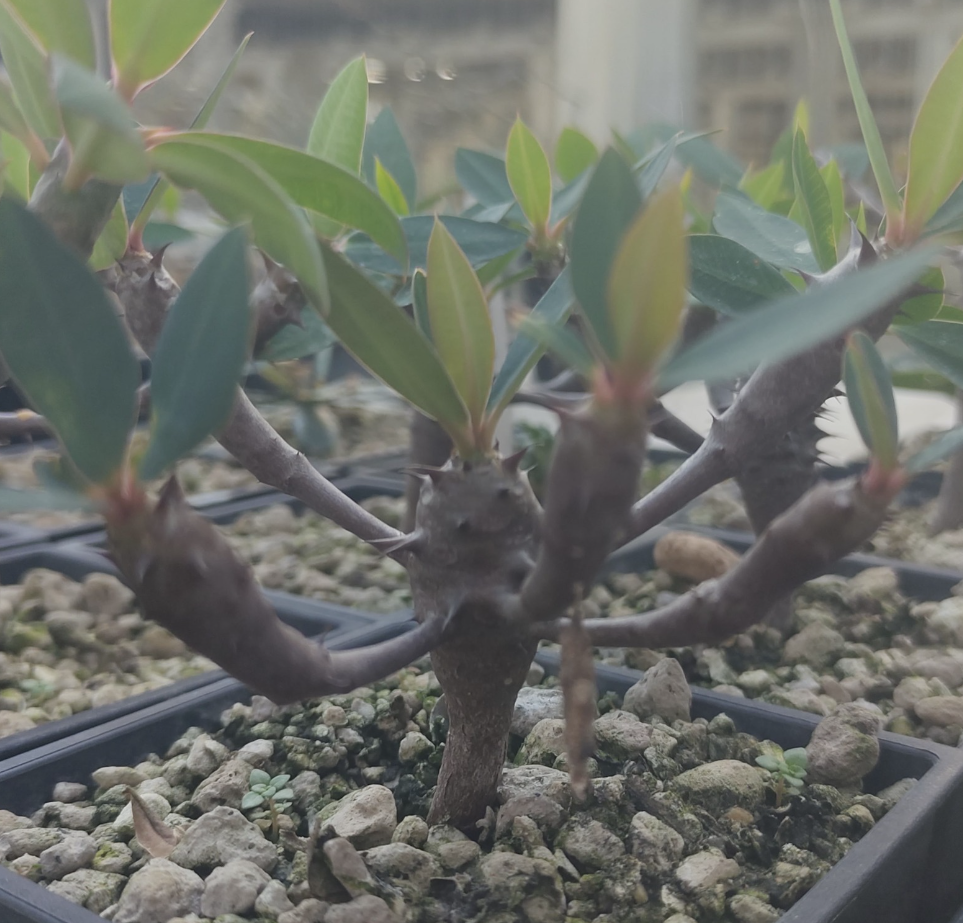 Euphorbia ambarivatoensis seeds