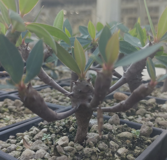 Euphorbia ambarivatoensis seeds