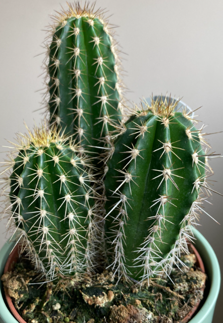 Pachycereus pecten-aboriginum seeds