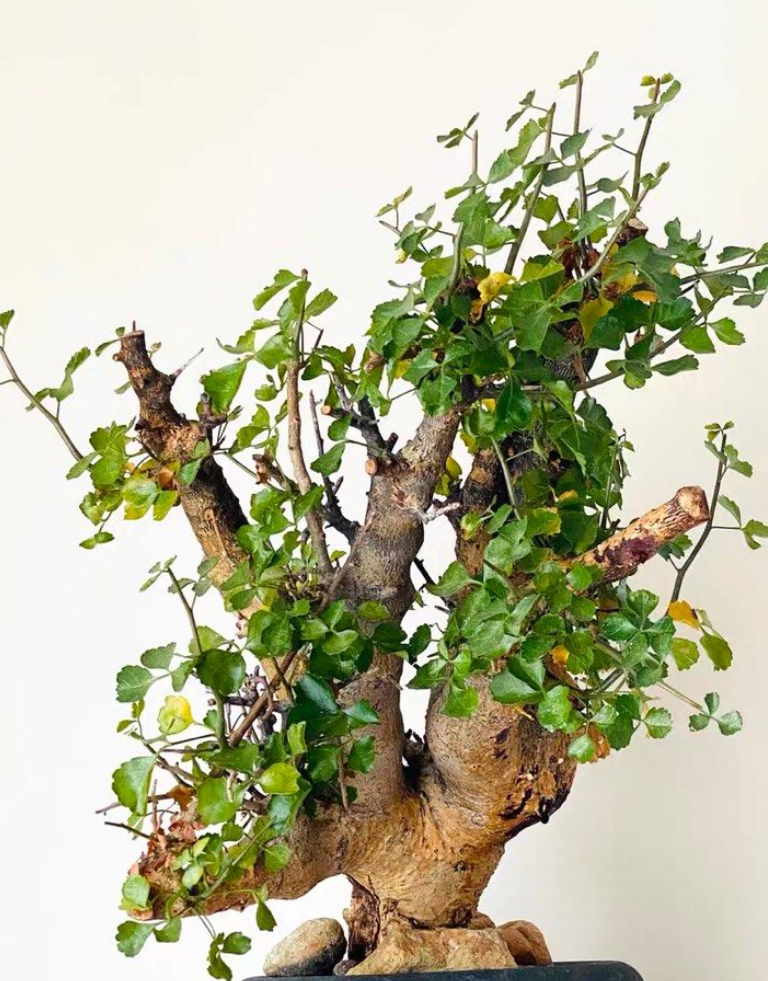 Commiphora capensis seeds