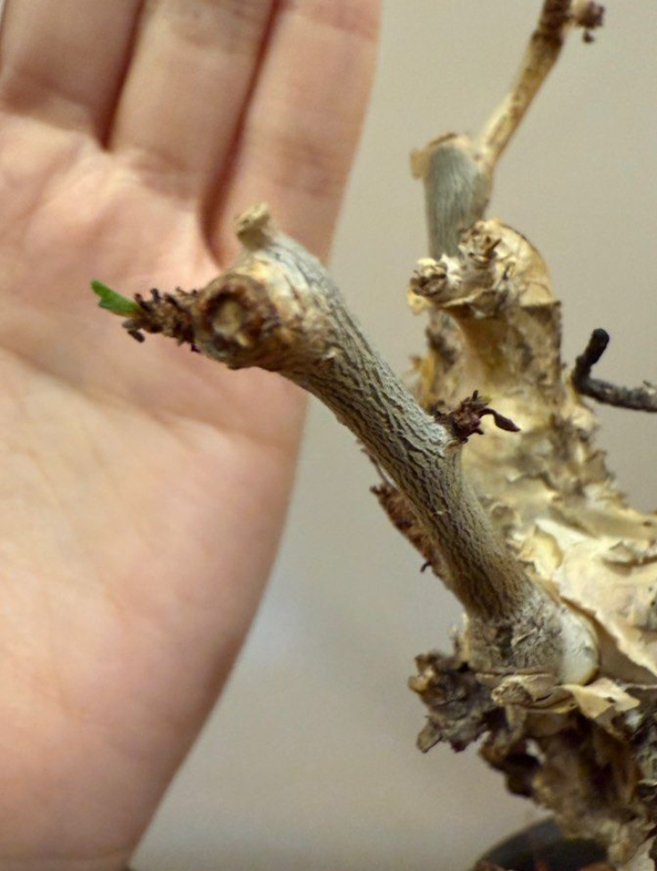 Commiphora stocksiana seeds