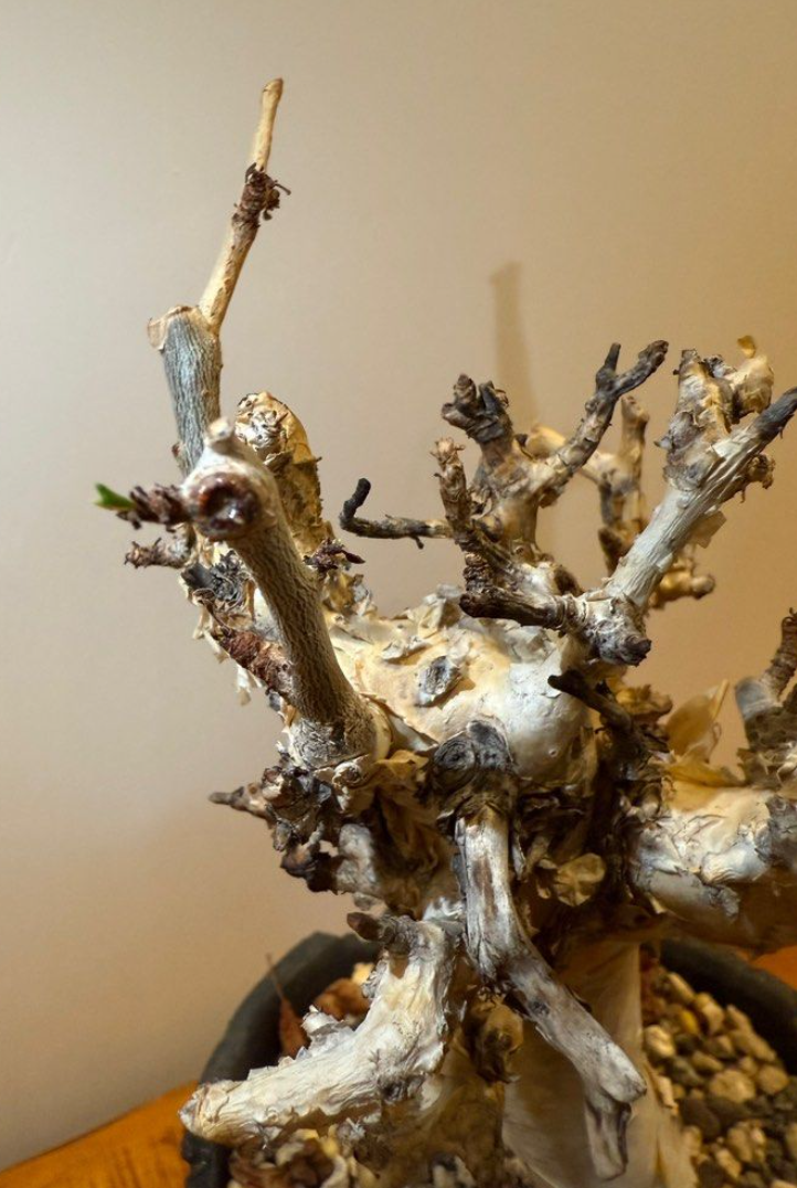 Commiphora stocksiana seeds