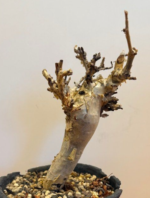 Commiphora stocksiana seeds