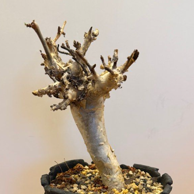 Commiphora stocksiana seeds