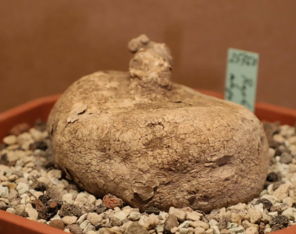 Raphionacme angolenens seeds