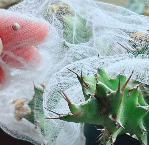 Euphorbia tortirama seeds