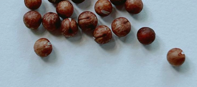 Euphorbia tortirama seeds