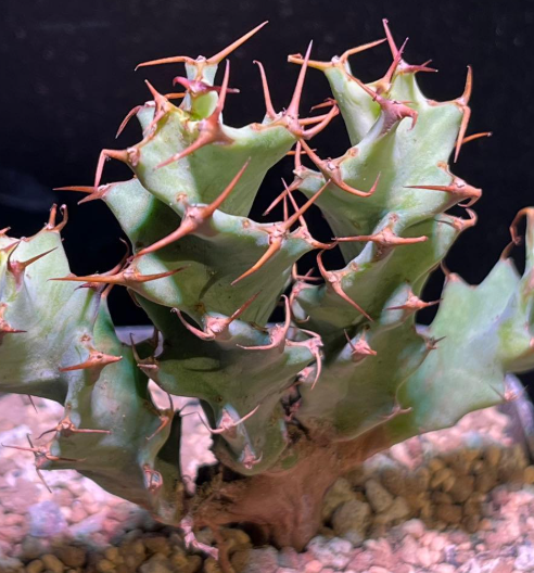 Euphorbia tortirama seeds