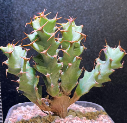 Euphorbia tortirama seeds