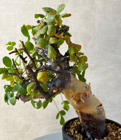 Commiphora kataf seeds